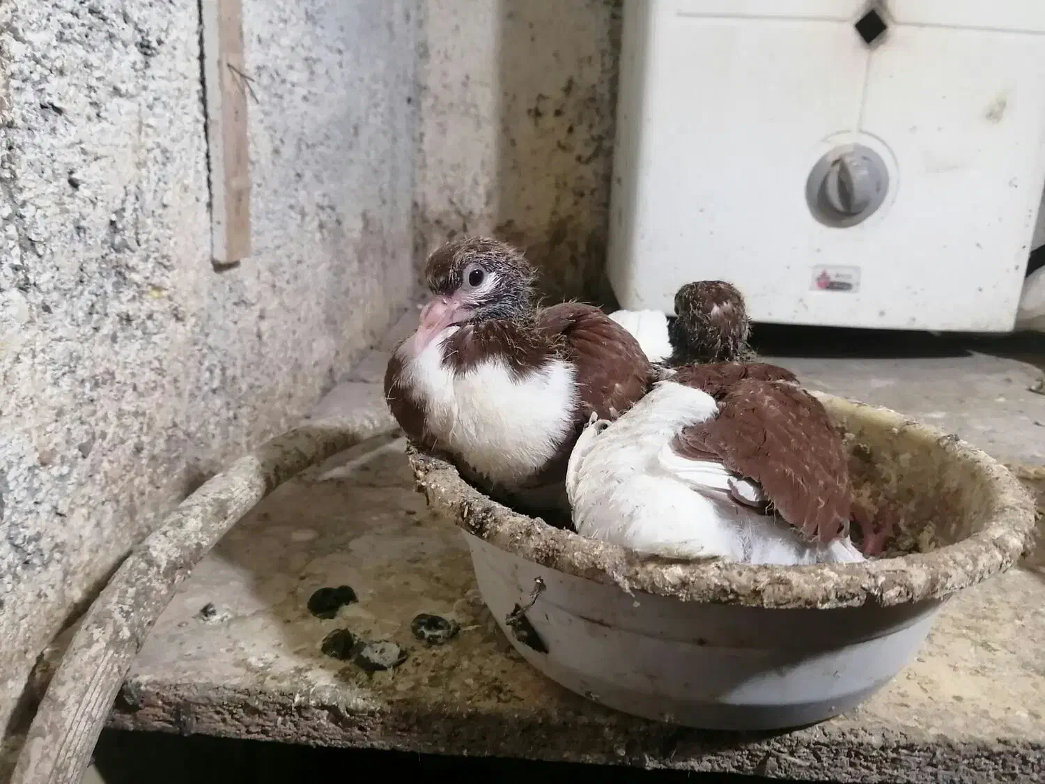 ۳جفت کبوتر|پرنده|نیشابور, گنبد سبز|دیوار