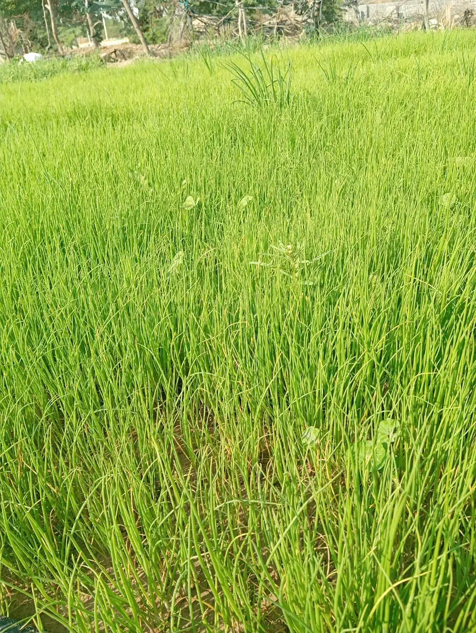 نشا پیاز|خدمات باغبانی و درختکاری|بردخون, |دیوار