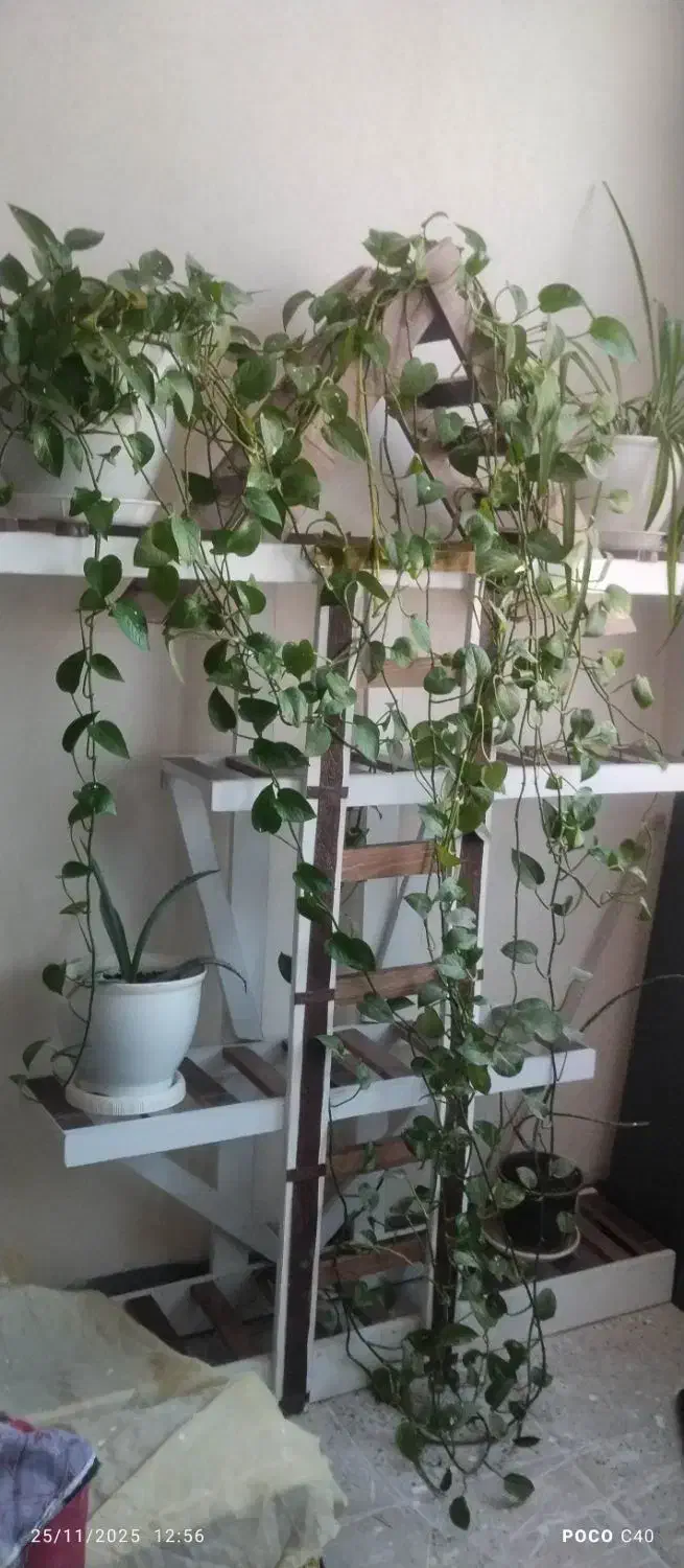 جا گلدانی چوبی|گل و گیاه طبیعی|پاکدشت, پاکدشت (مامازند)|دیوار