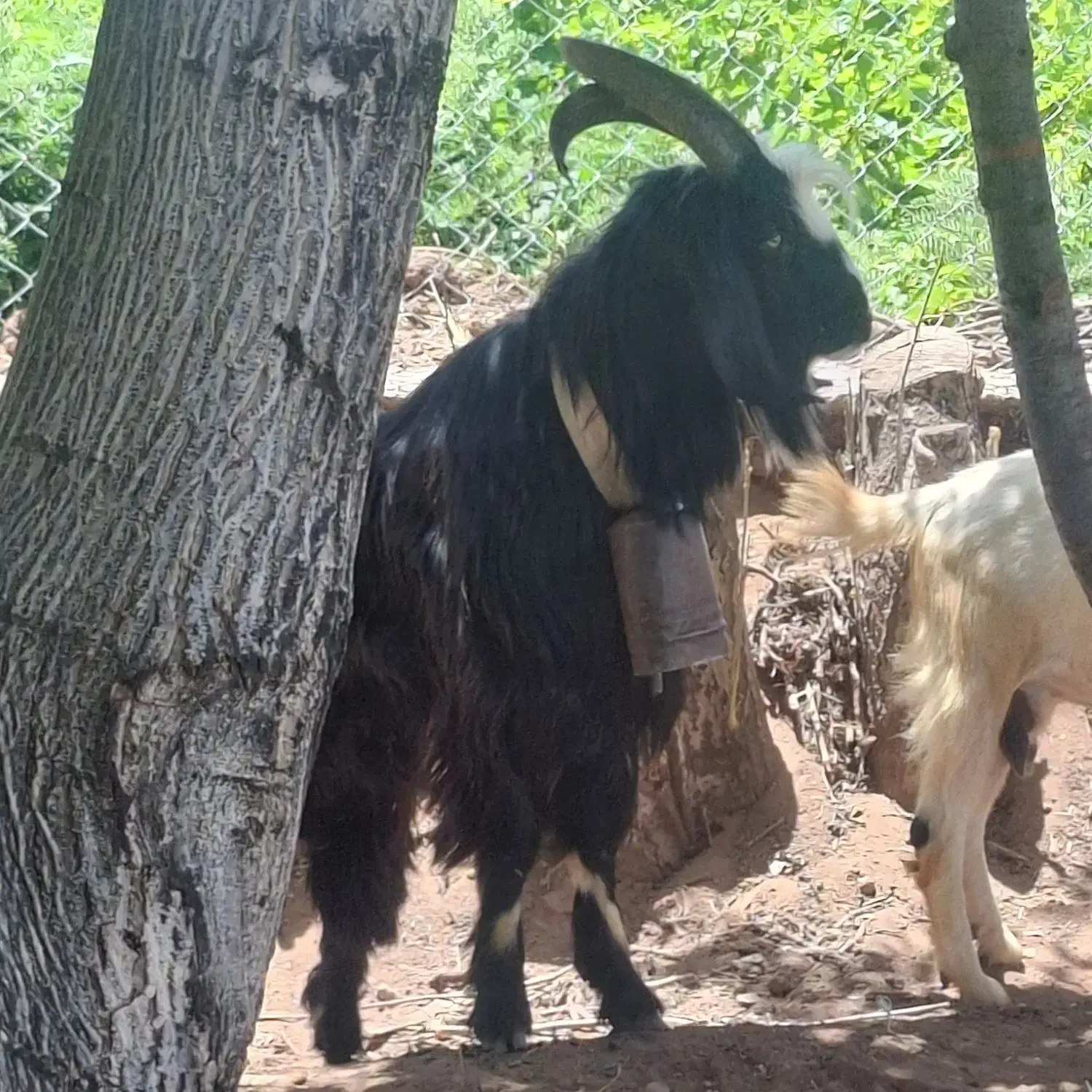 نربز|حیوانات مزرعه|قزوین, |دیوار