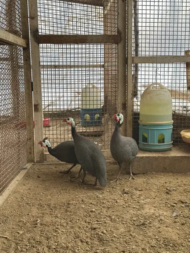 مرغ شاخدار مصری|حیوانات مزرعه|کوهسار (البرز), |دیوار