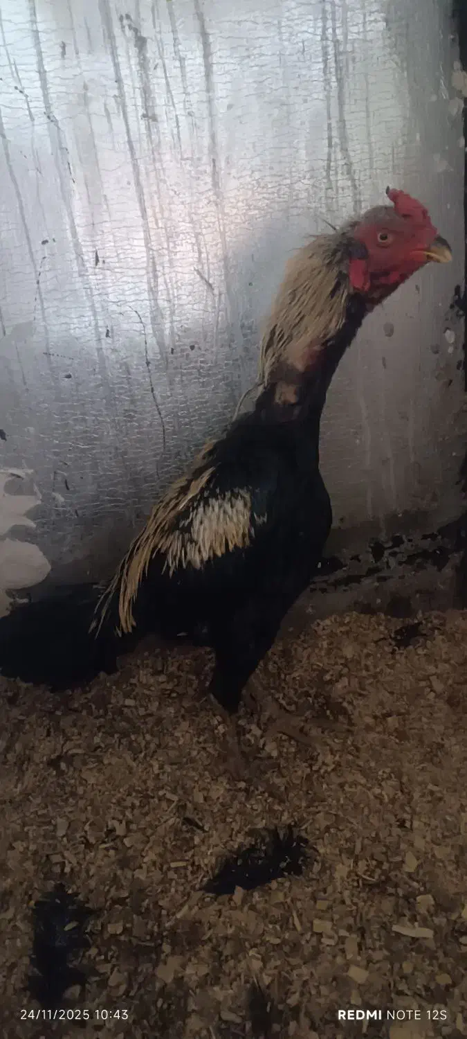 تخم لاری  تازه و نطفه دار|حیوانات مزرعه|سرپل ذهاب, |دیوار