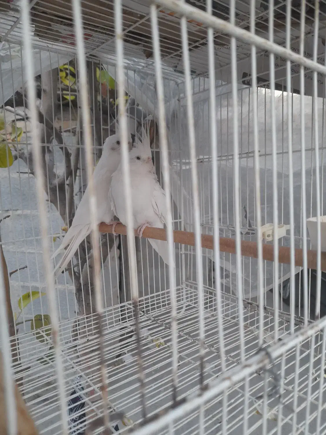 عروس هلندی|پرنده|گمیشان, |دیوار