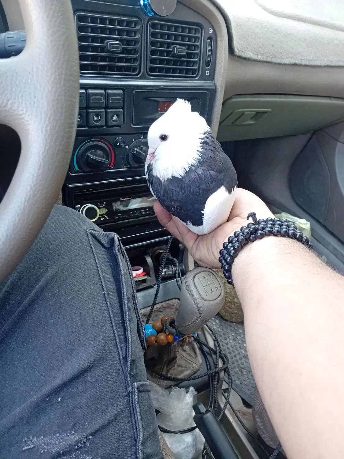 یه جفت طوقی پرشی دره شهر|پرنده|دره شهر, |دیوار