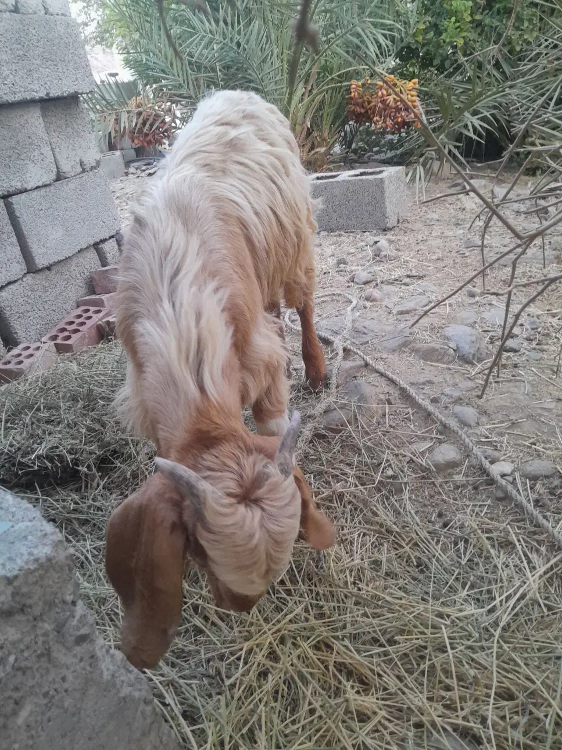 کهره‌نر‌|حیوانات مزرعه|فاریاب, |دیوار