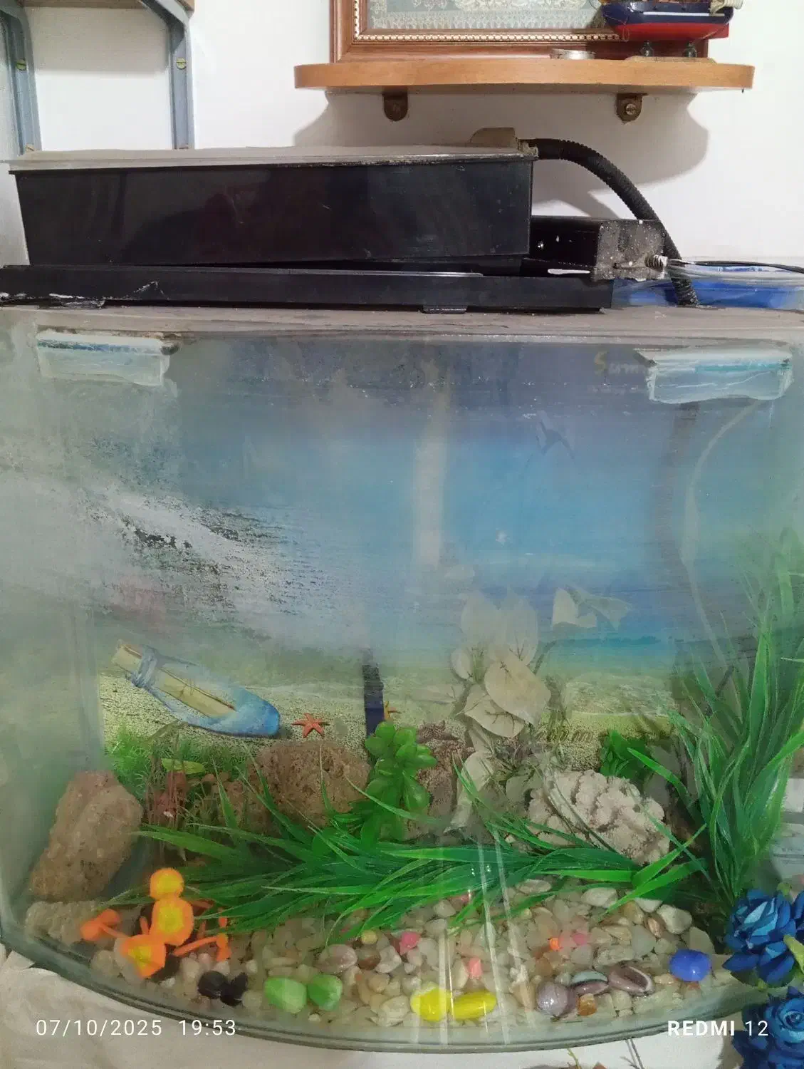 اکواریوم شیشه خم|ماهی|شهریار, شهریار|دیوار