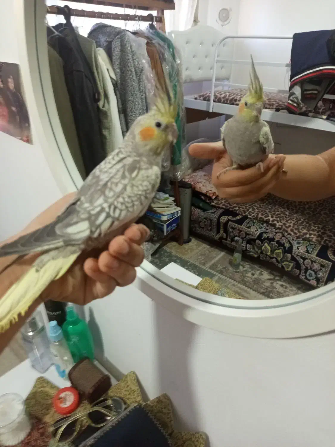 عروس هلندی|پرنده|مشهد, نوید|دیوار