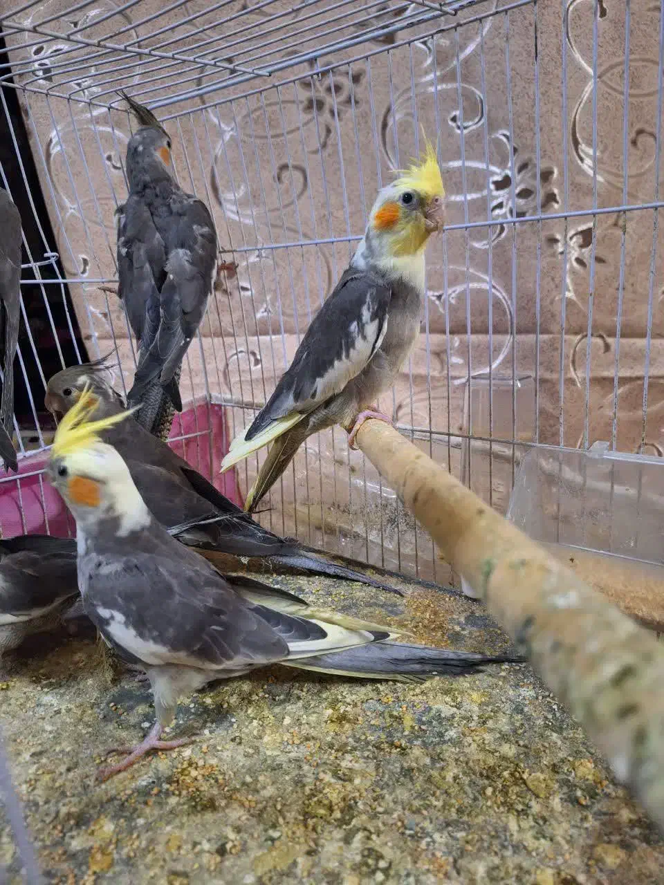 عروس هلندی|پرنده|مشهد, رضاییه|دیوار