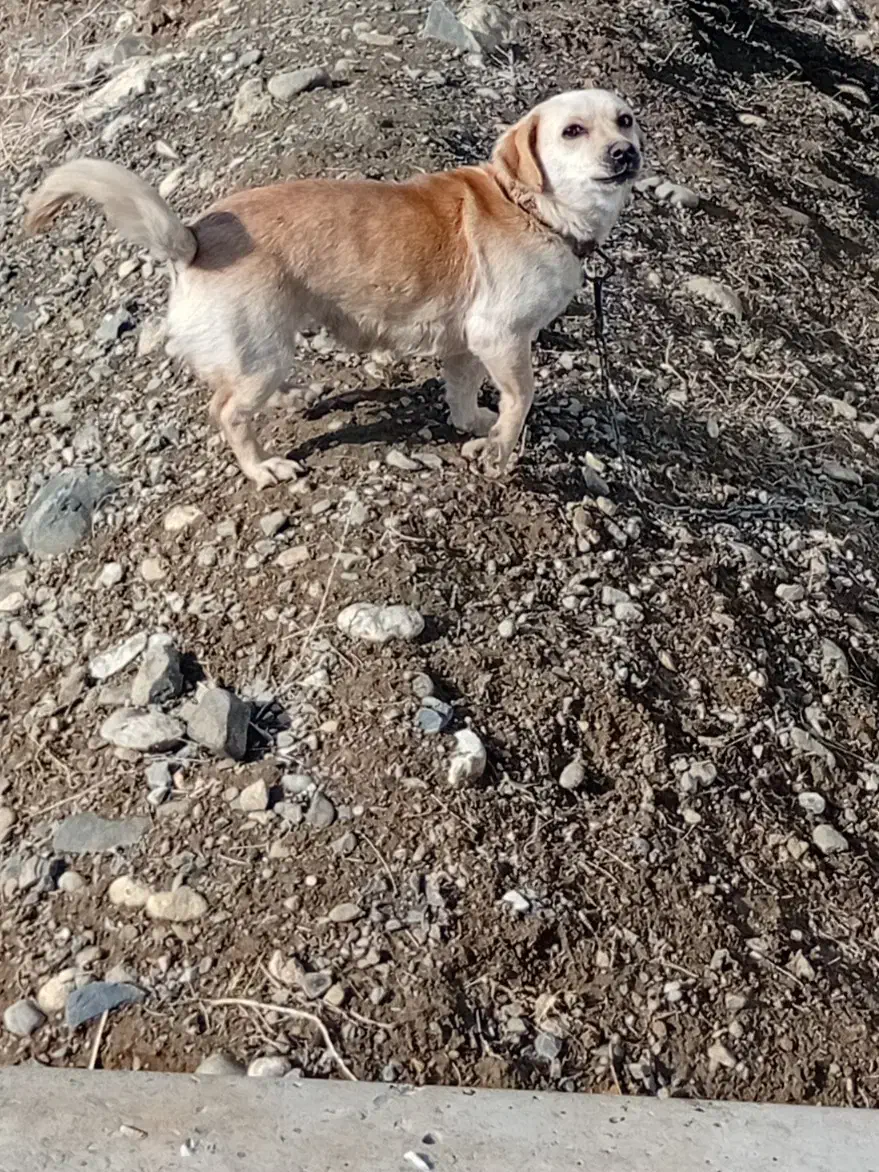 سگ پاه کوتاه|سگ|کبودرآهنگ, |دیوار