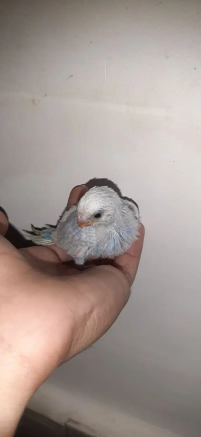 جوجه مرغ عشق|پرنده|زاهدان, |دیوار