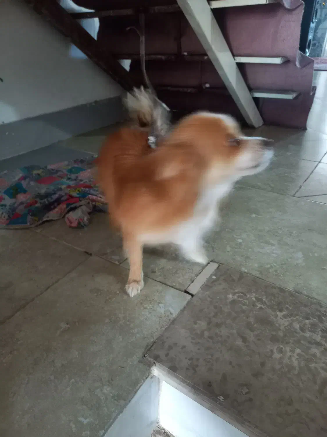 فروش سگ|سگ|رفسنجان, |دیوار