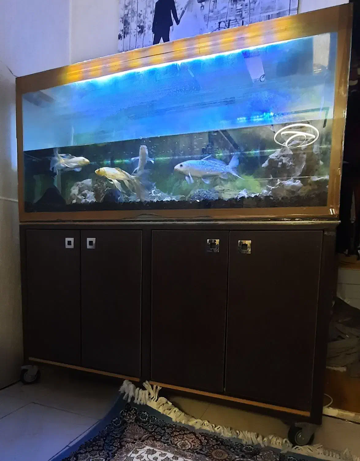 آکواریوم|ماهی|تهران, تهرانپارس شرقی|دیوار
