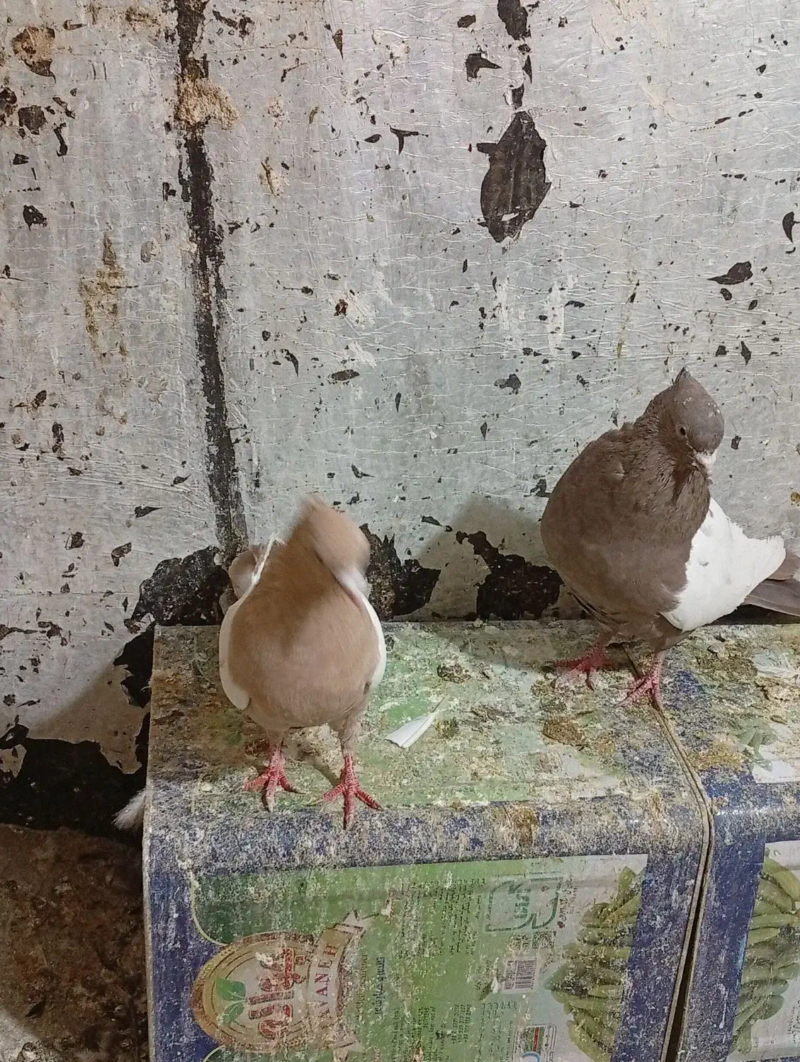 فروش کفتر|پرنده|شیراز, سهل‌آباد|دیوار