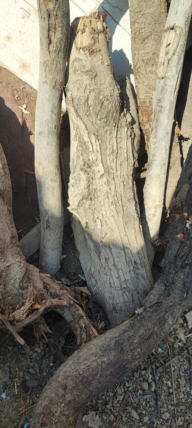 مبلمان|مبلمان خانگی و میز عسلی|رودهن, |دیوار