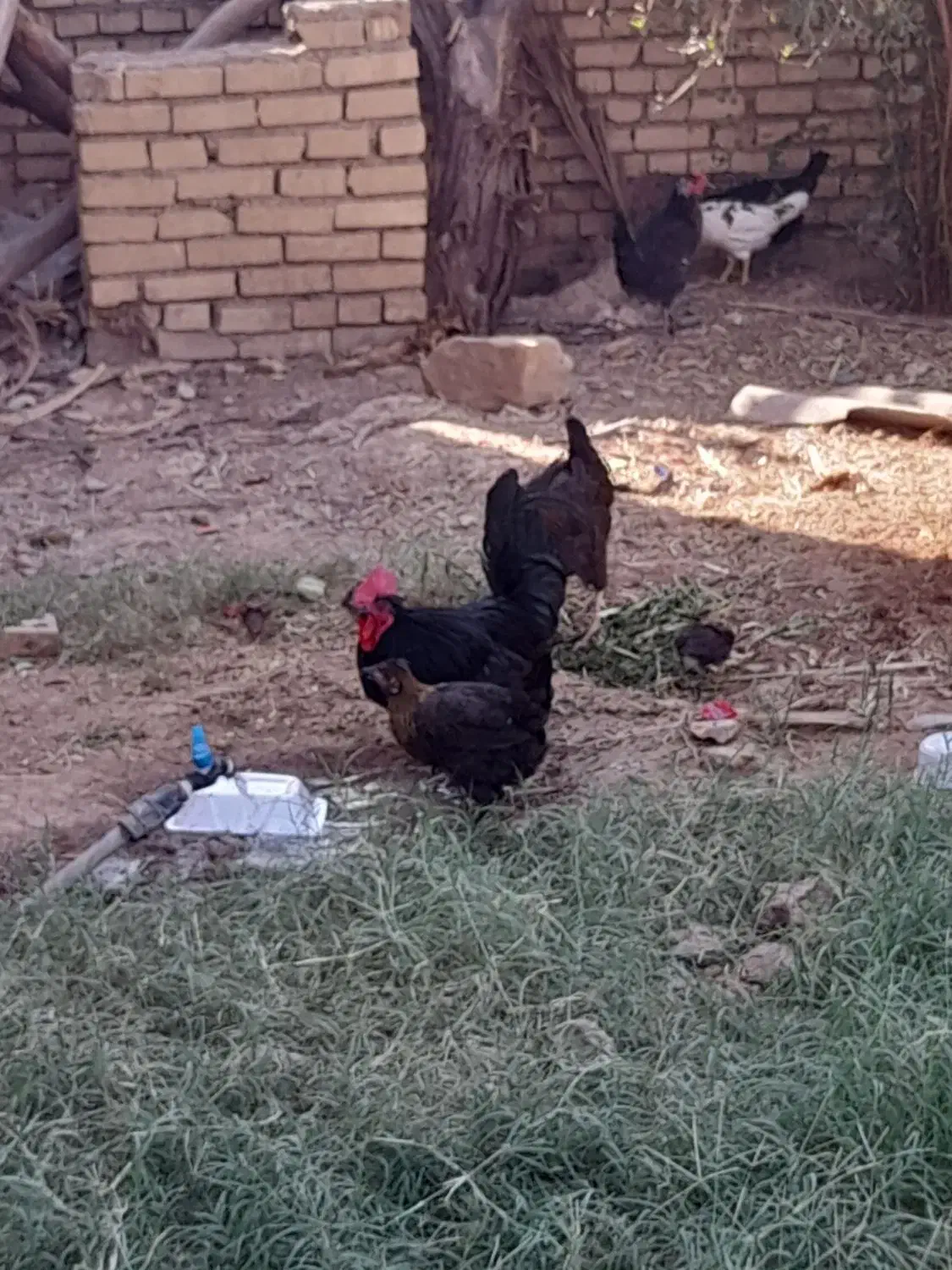 مرغ باتخفیف حمیدیه|حیوانات مزرعه|حمیدیه, |دیوار