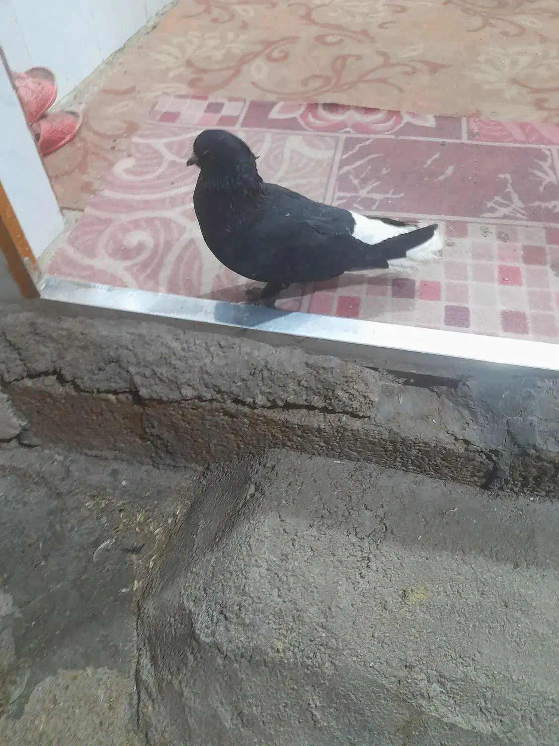 شهر جایزان|پرنده|بهبهان, |دیوار