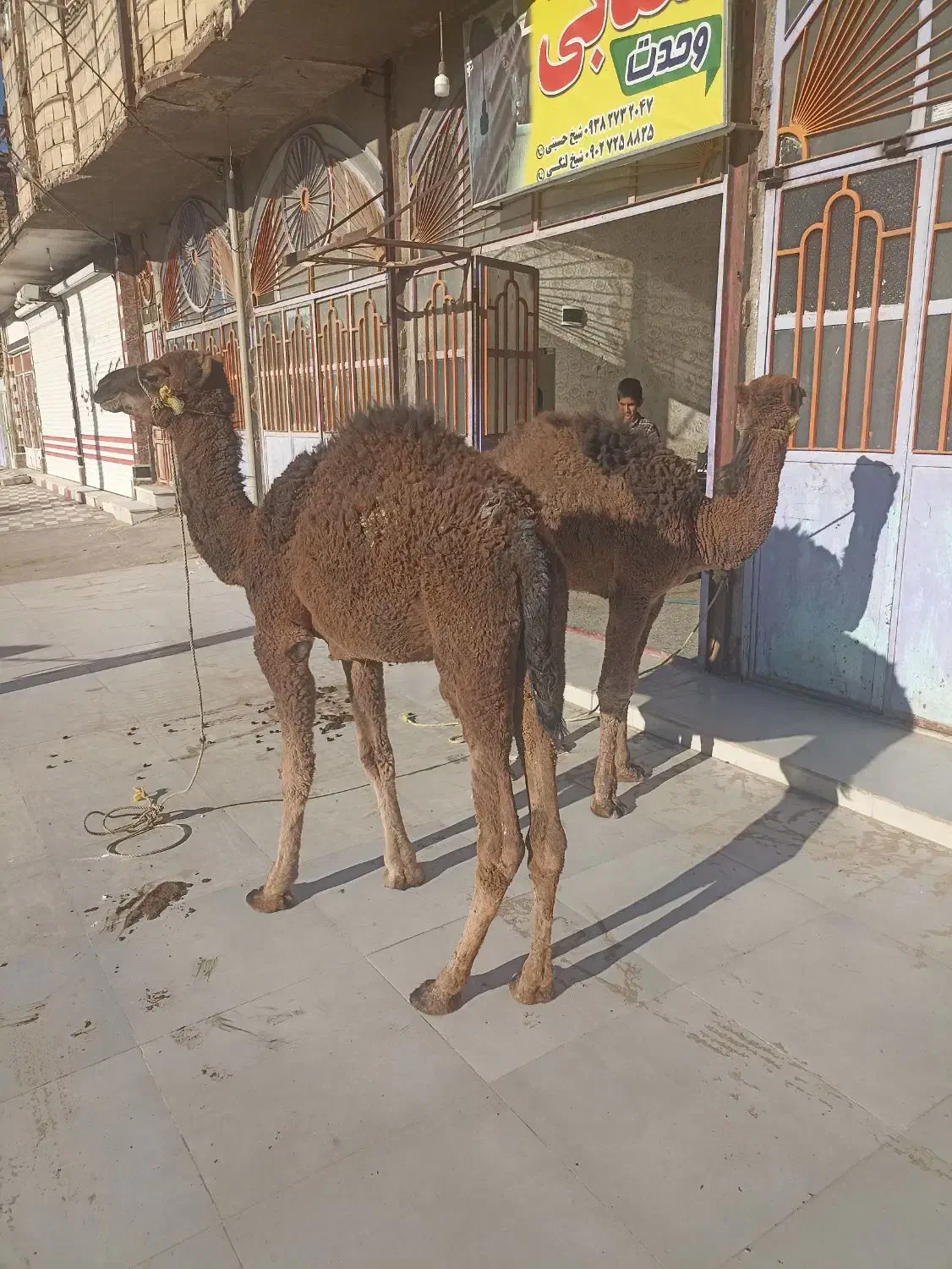 جونگ شتر زهک|حیوانات مزرعه|جزنیک, |دیوار