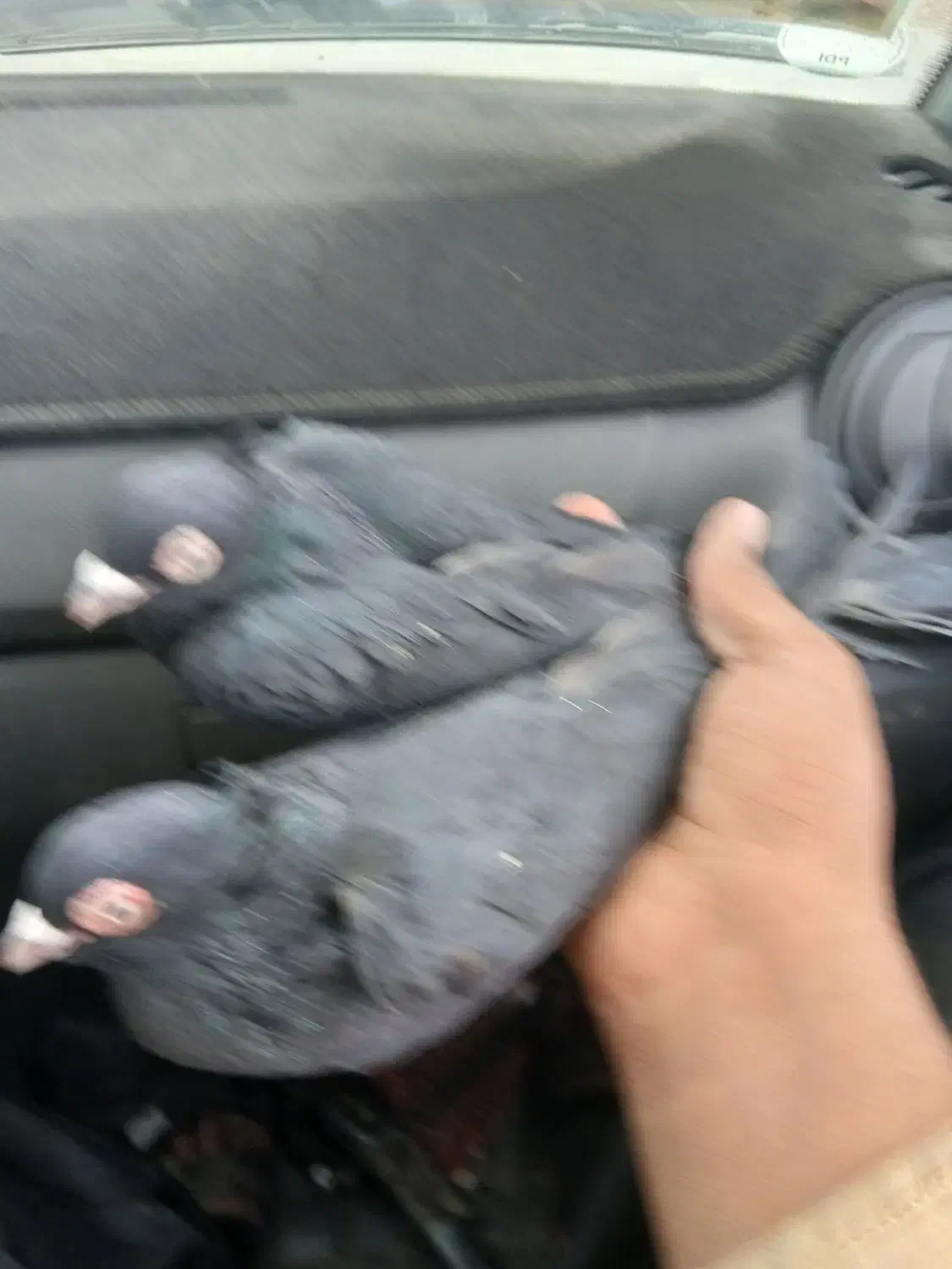 سیاه چشم نک|پرنده|باغ بهادران, |دیوار