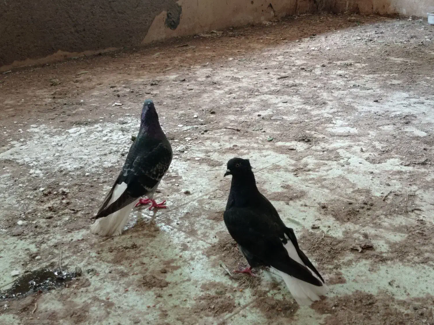 رامشیر|پرنده|رامشیر, |دیوار