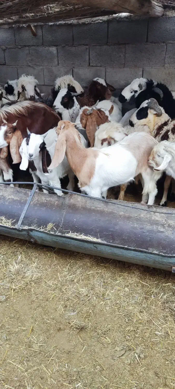 کره نر و ماده|حیوانات مزرعه|نگار, |دیوار