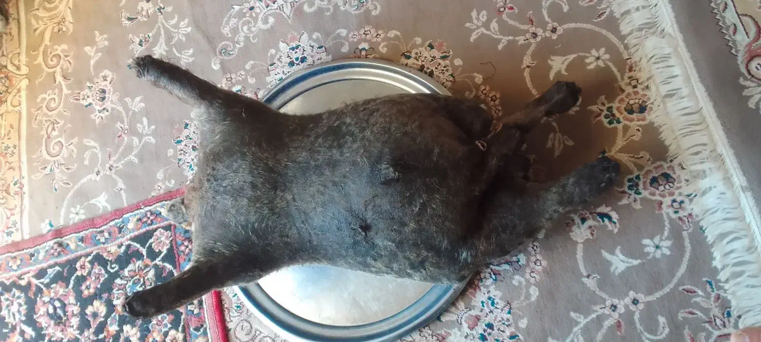 هیزه|ظروف نگهدارنده، پلاستیکی، یکبارمصرف|کوهدشت, |دیوار