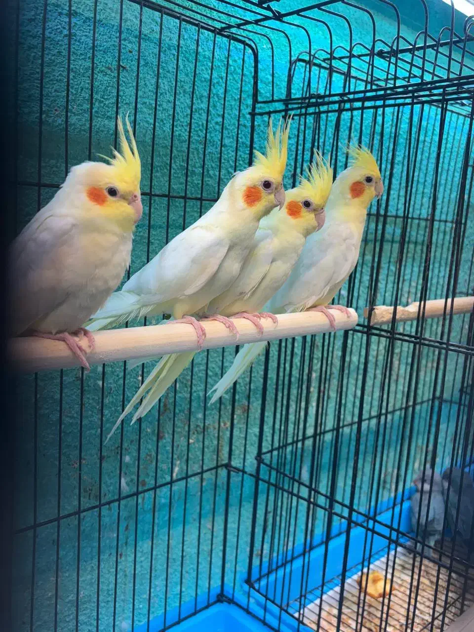 عروس هلندی در انواع رنگ فقط فقط ۶۵۰ت|پرنده|قائمشهر, |دیوار