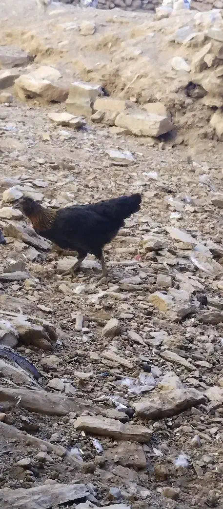 دوتا باروک|حیوانات مزرعه|مریوان, |دیوار