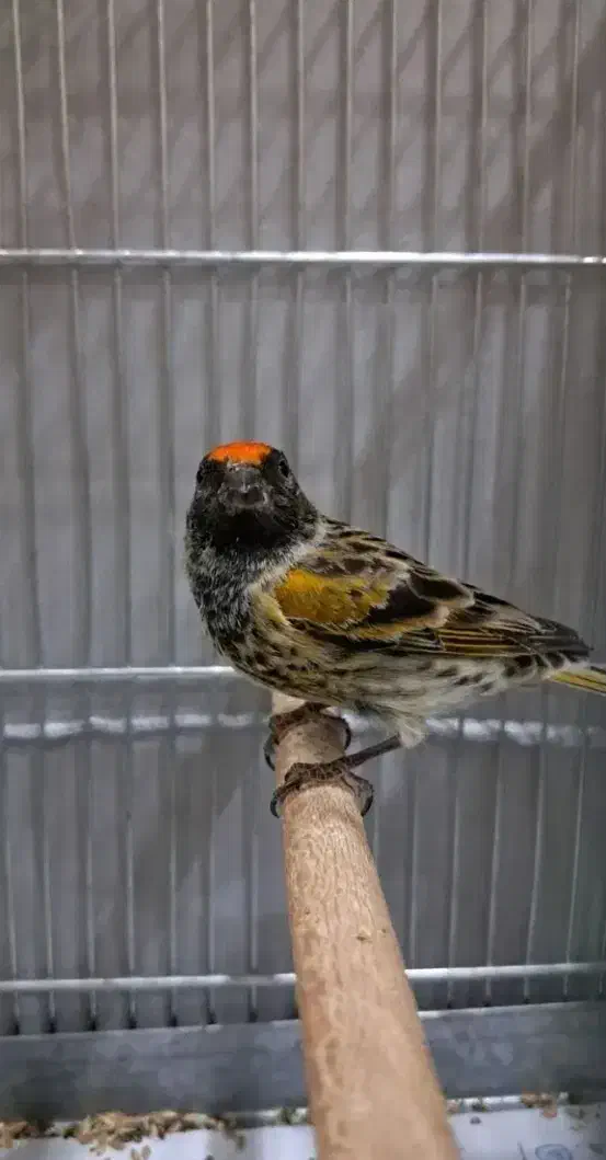 گلبسر دهندار|پرنده|کرمان, |دیوار