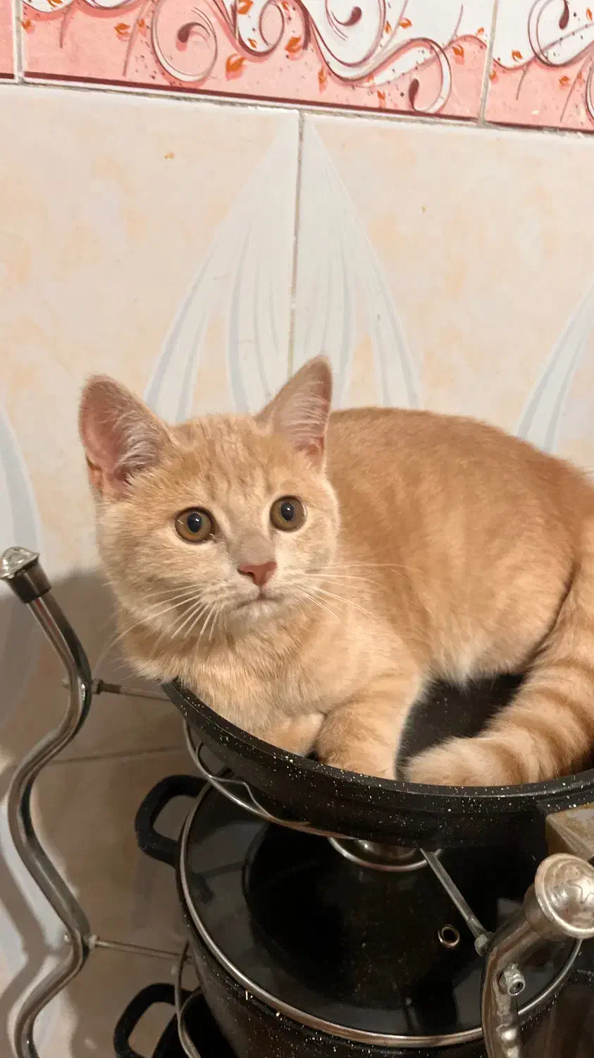 گربه میکس اسکاتیش و بریتیش|گربه|ارومیه, |دیوار