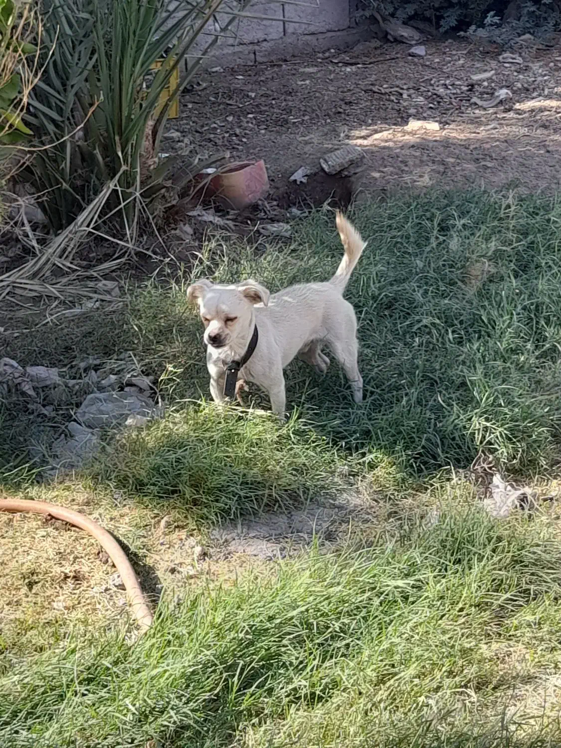 سگ پاکوتاه خیلی باهوش عاشق کودکان|سگ|نرماشیر, |دیوار