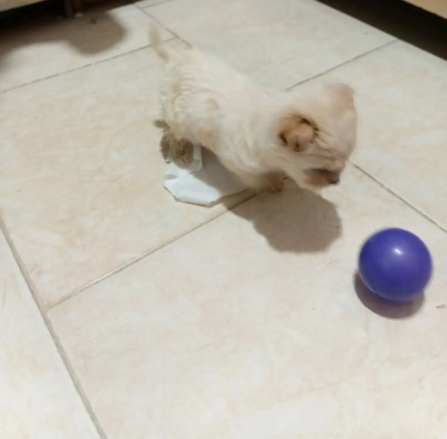 سگ پودل خانگی..قیمت۸۵۰۰|سگ|تهران, والفجر (افسریه)|دیوار