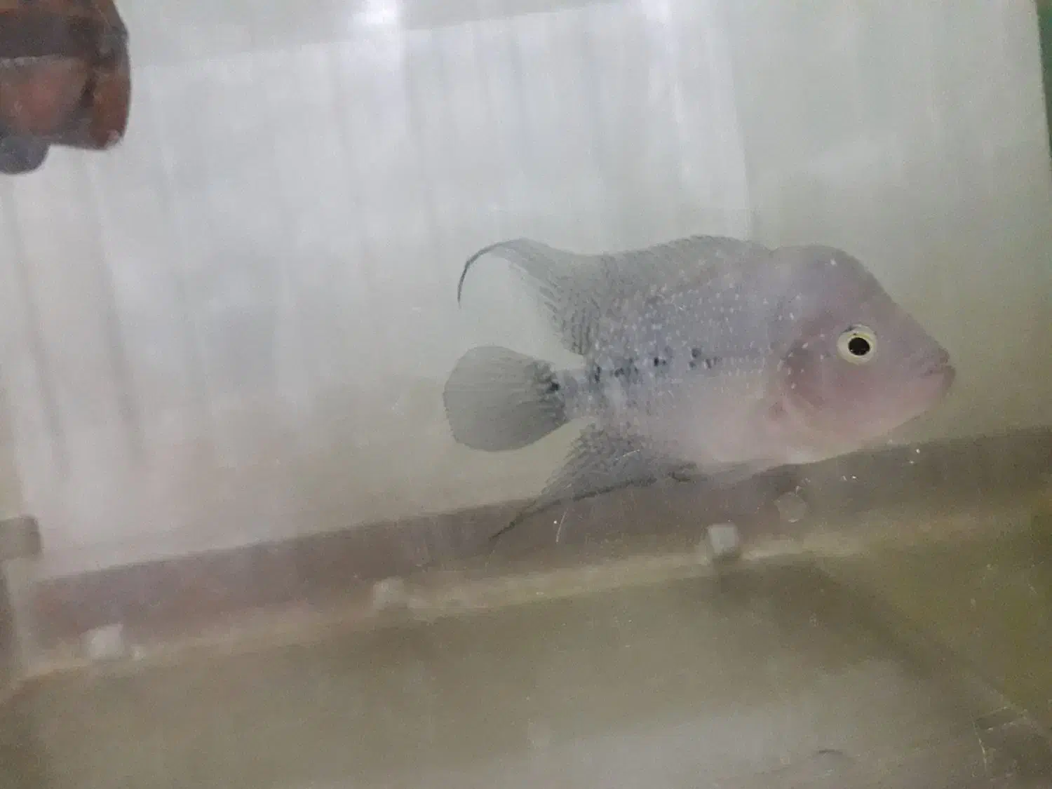 ماهی|ماهی|یزد, |دیوار