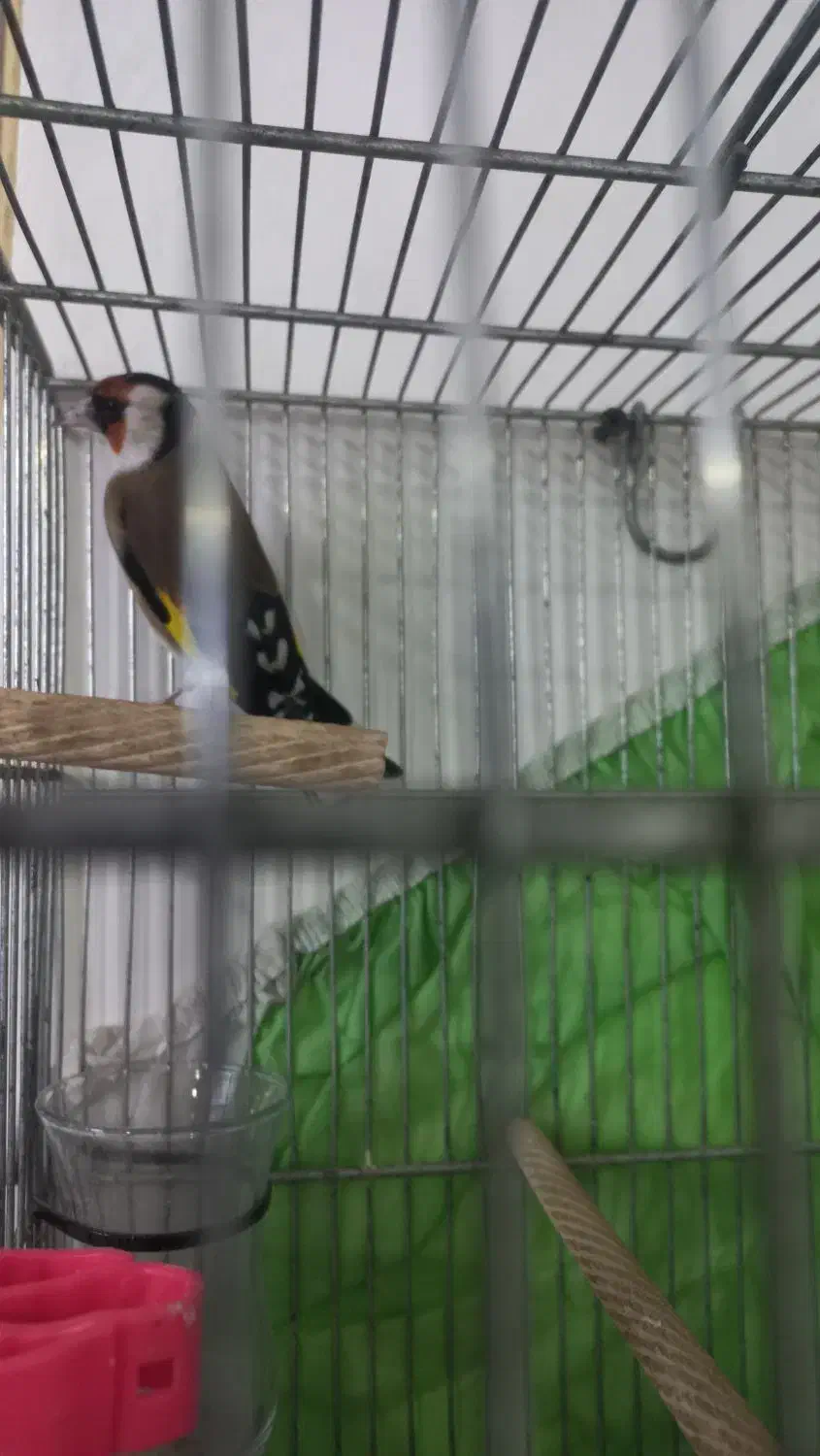 سهره های چهارگل آس.متولد قفس|پرنده|مشهد, جاهد شهر|دیوار