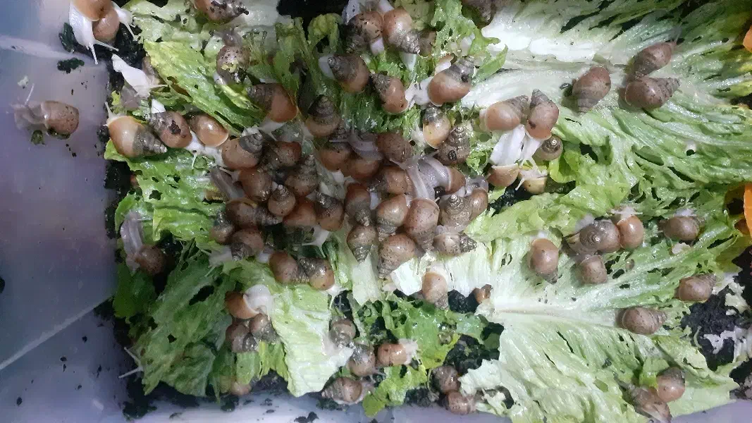 فروش حلزون|خزنده|اهواز, شهرک برق|دیوار