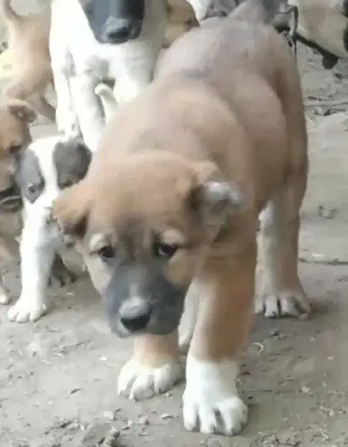 توله سگ الابای نرو ماده زیر فی نگهبان گله ای محافظ|سگ|اصفهان, شهرک کاوه|دیوار