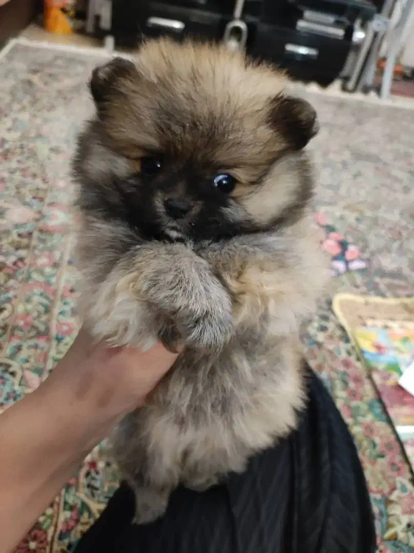 سگ اشتپیز ژاپنی|سگ|بم, |دیوار