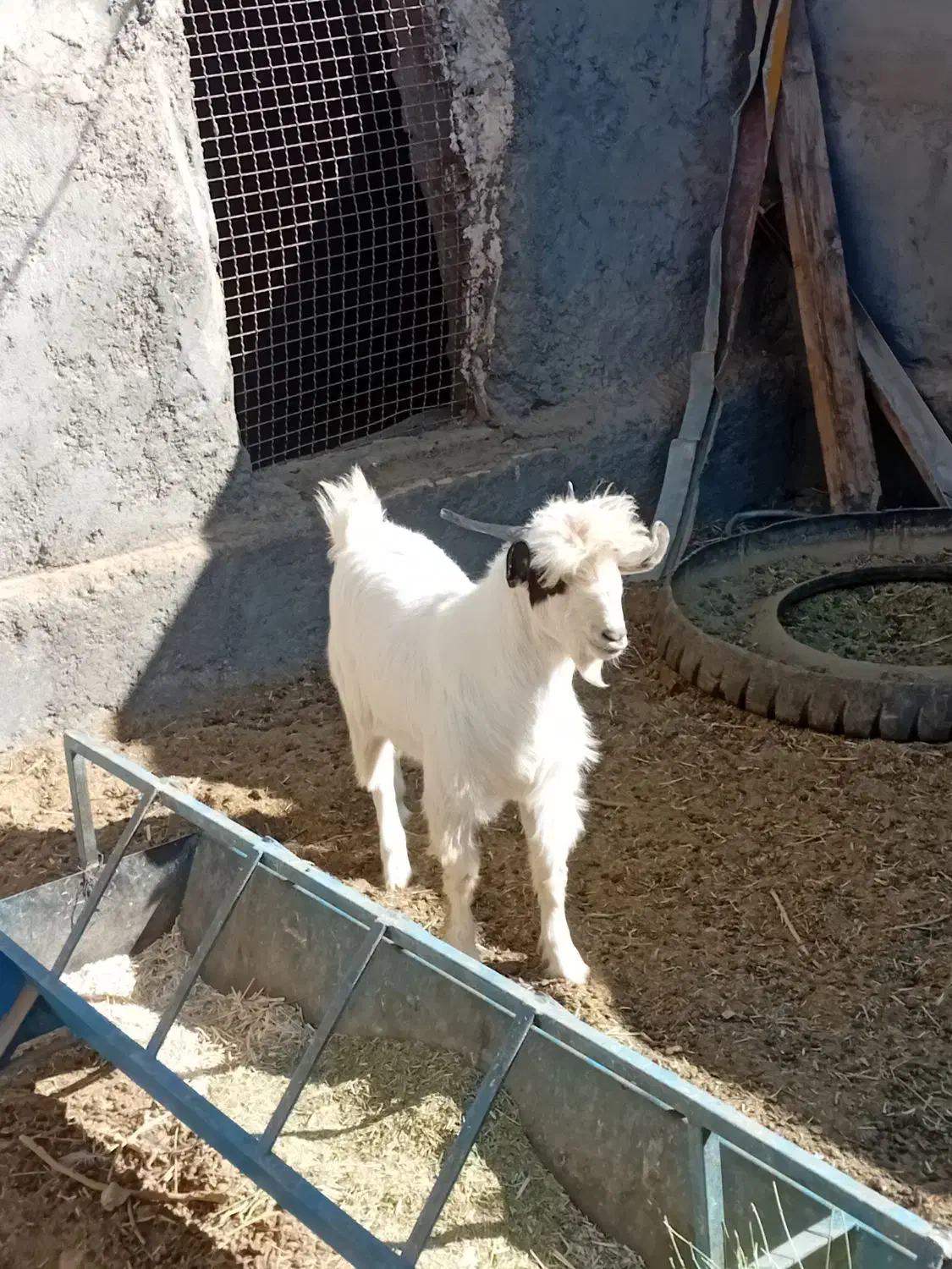 ۱عدد بزغاله  سفت چاق بضمانت  گوشت|حیوانات مزرعه|کاخک, |دیوار