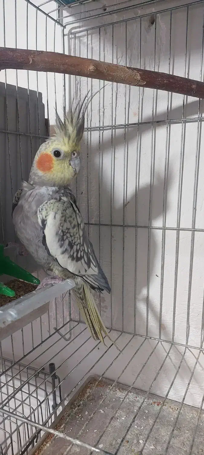 تعدادی عروس مولد با جوحه و تخم|پرنده|باسمنج, |دیوار