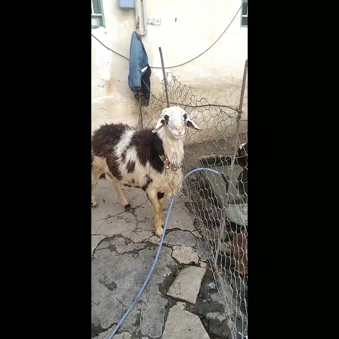 قوچ پلنگی|حیوانات مزرعه|خزل, |دیوار