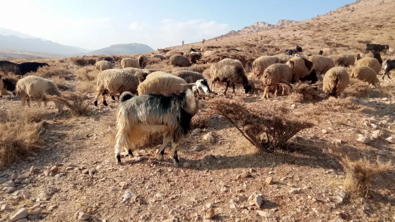 فروش چپش|حیوانات مزرعه|یاسوج, |دیوار