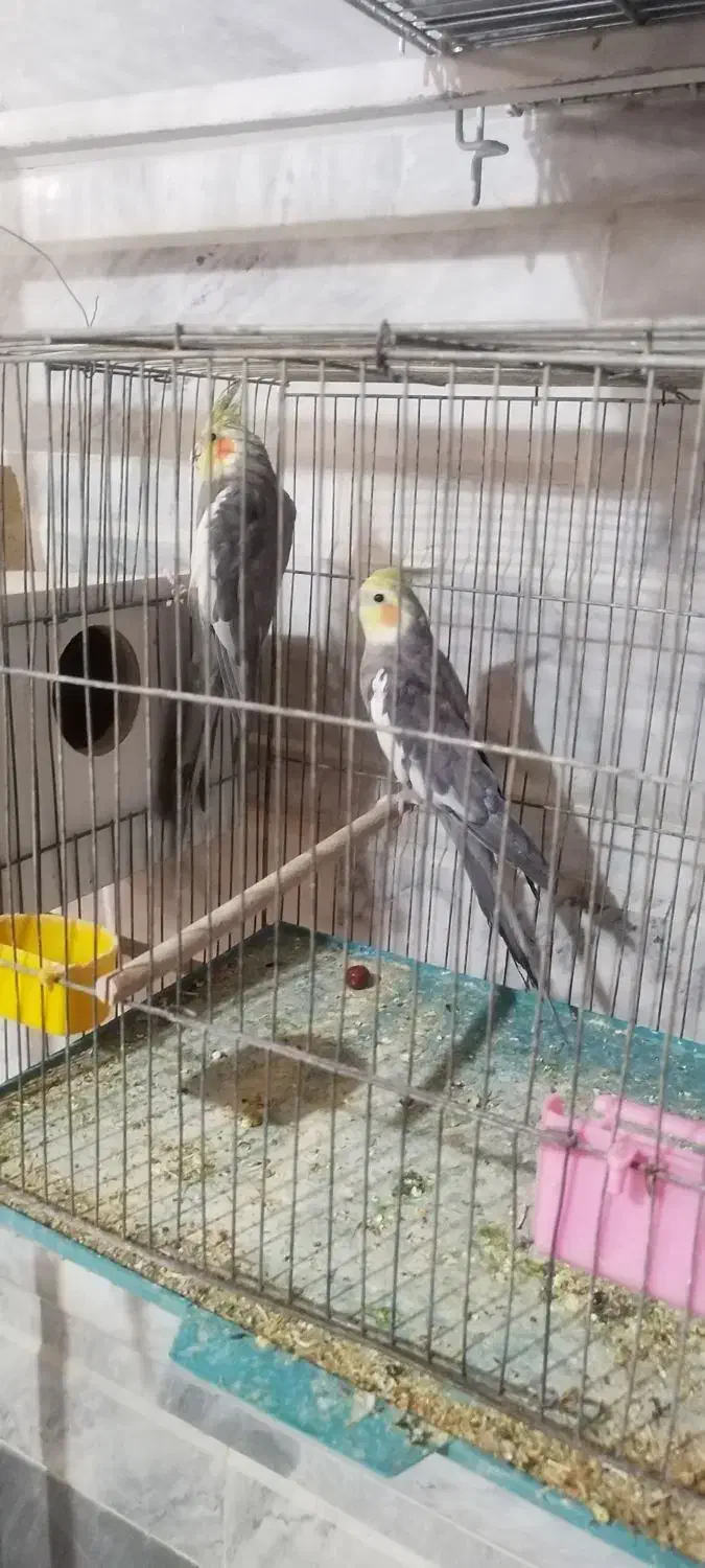 عروس هلندی مولد|پرنده|خمینیشهر, |دیوار