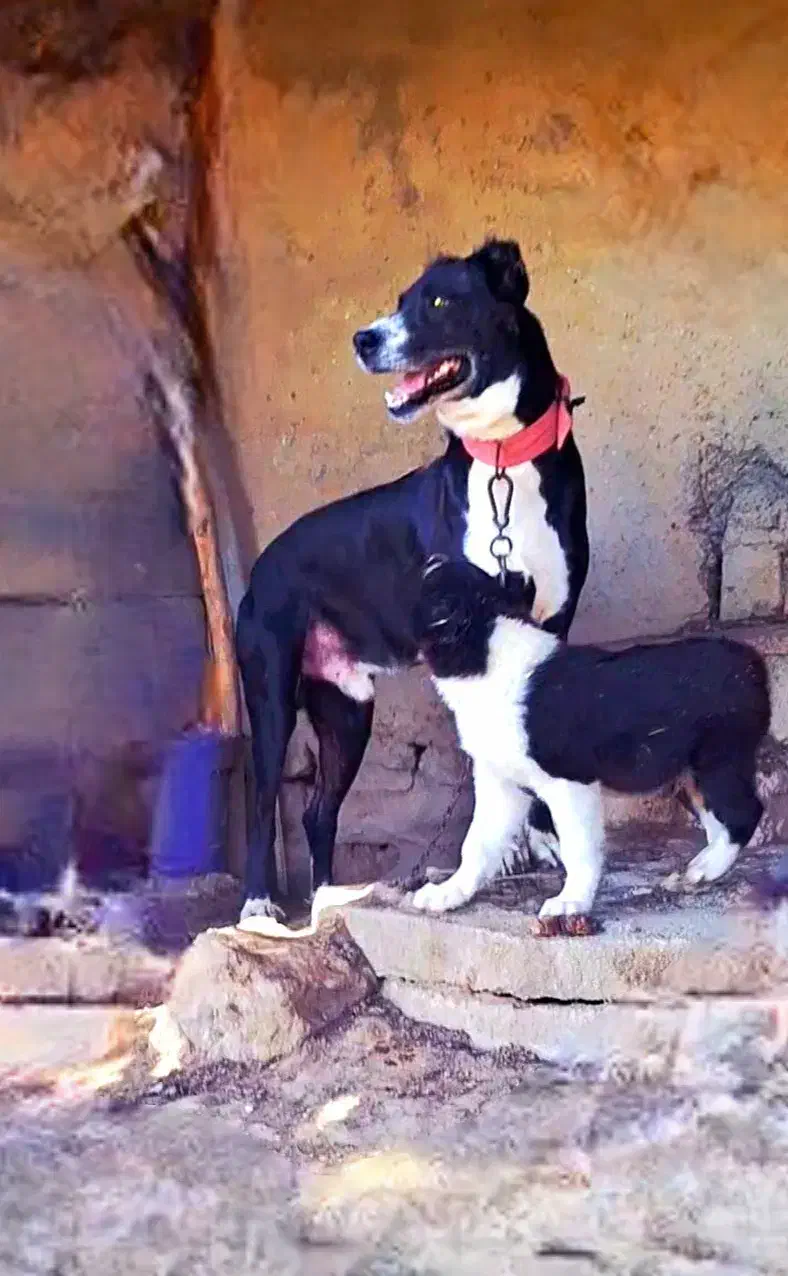 سگ جونوری|سگ|بهبهان, |دیوار