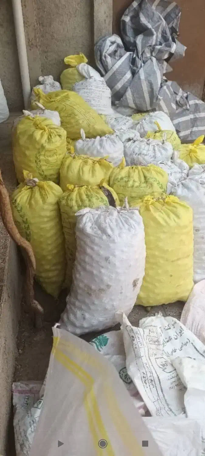 گردو/سفید/مغز/ارگانیک/عمده|خوردنی و آشامیدنی|رشت, کاکتوس|دیوار