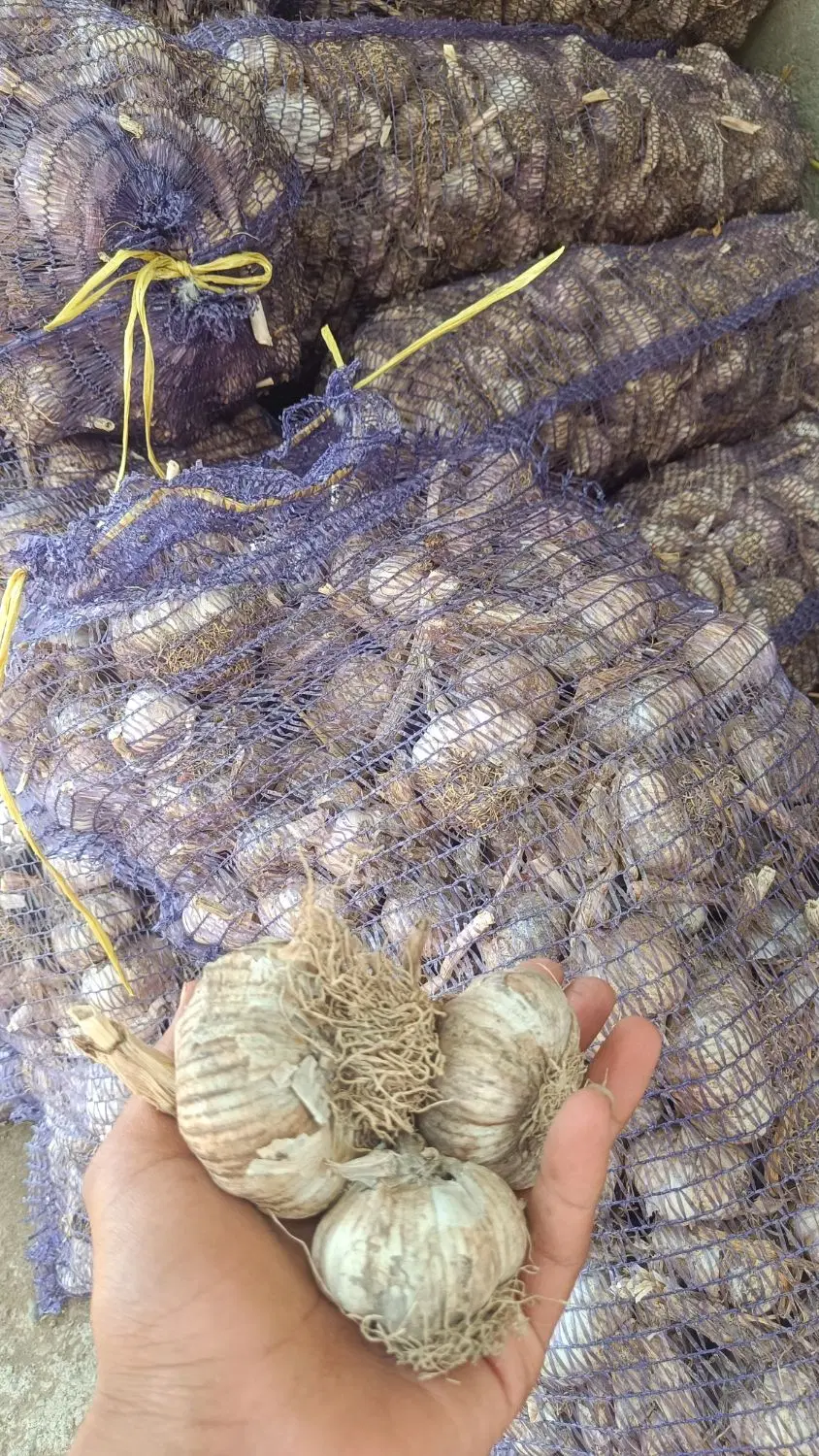 سیر|خدمات باغبانی و درختکاری|انگوت, |دیوار