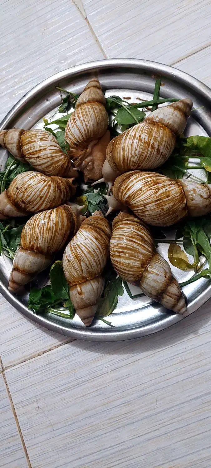 حلزون تخم گذار|خزنده|تهران, قیام|دیوار