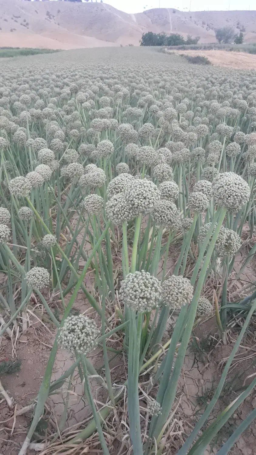 بذر پیاز فلات طلایی|خدمات باغبانی و درختکاری|آشخانه, |دیوار