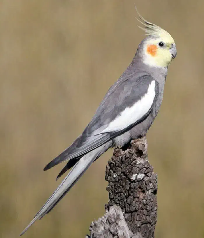 طوطی گمشده|پرنده|بهبهان, |دیوار