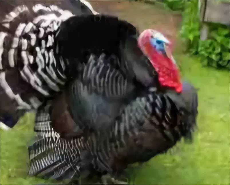 بوقلمون نروماده|حیوانات مزرعه|همدان, |دیوار