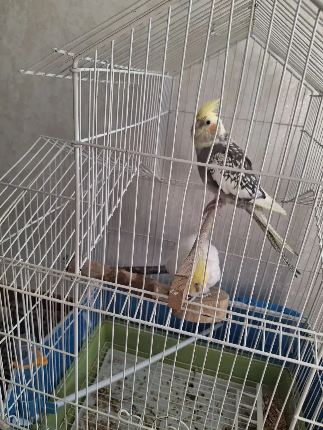 عروس هلندی|پرنده|فولادشهر, مسکن مهر فولادشهر|دیوار