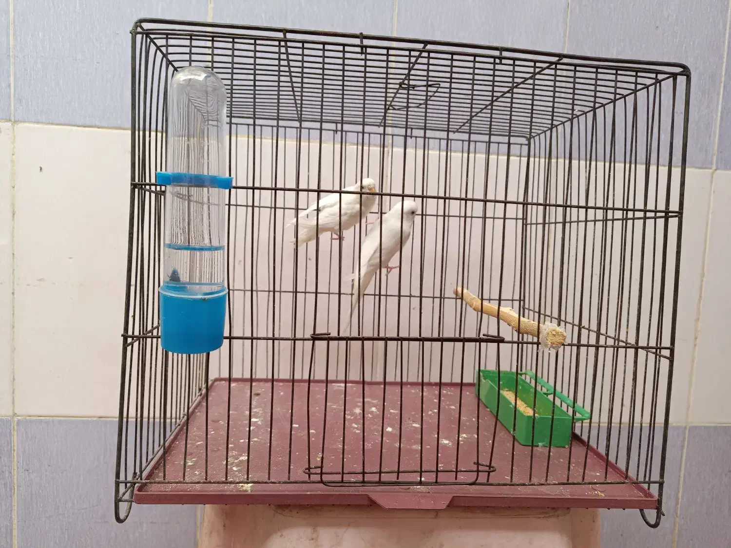 یک جفت مرغ عشق|پرنده|گتوند, |دیوار